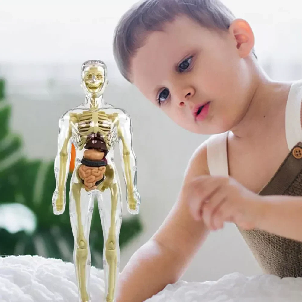 3d Human Body Torso Model for Kids | Anatomy Model Skeleton - Image 2