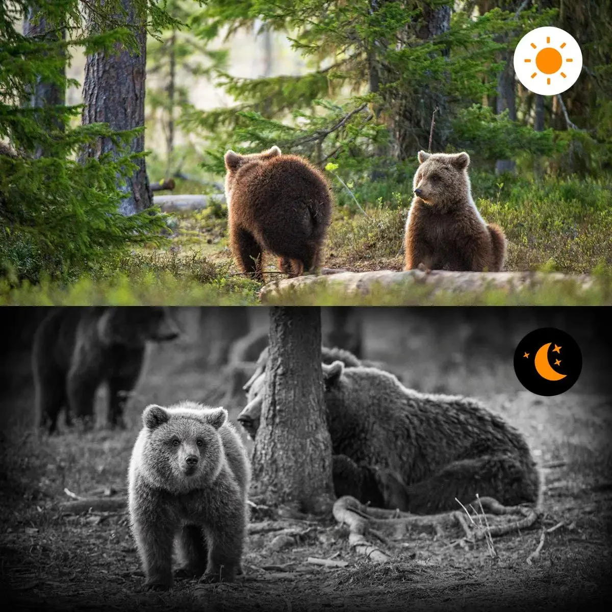Advanced Night Vision Trail Camera - Image 2