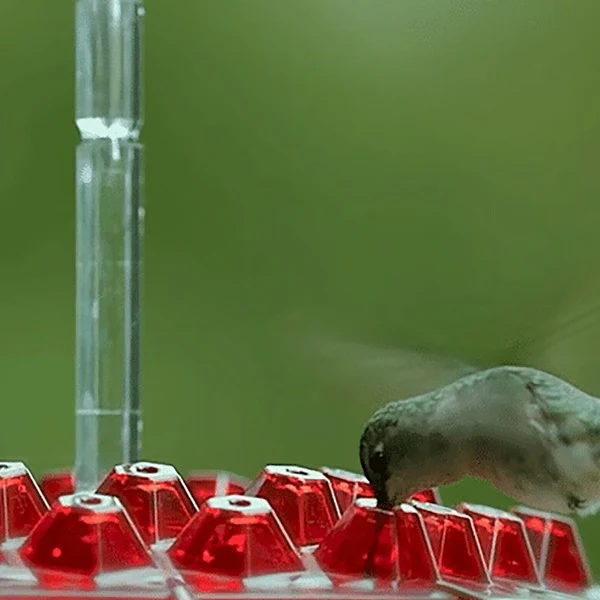 Hummingbird Feeder With Built-In Ant Moat - Image 3