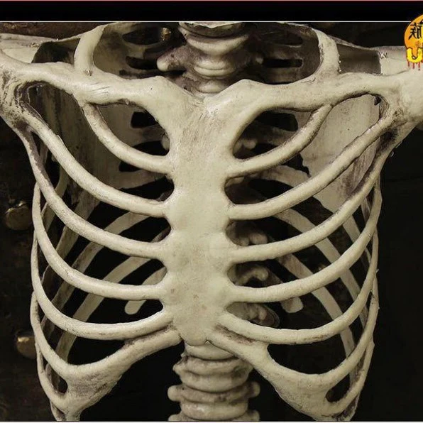 Life-Size Skeleton Decoration - Image 3