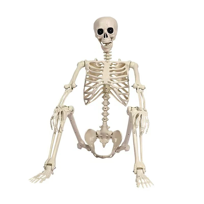 Life-Size Skeleton Decoration - Image 5