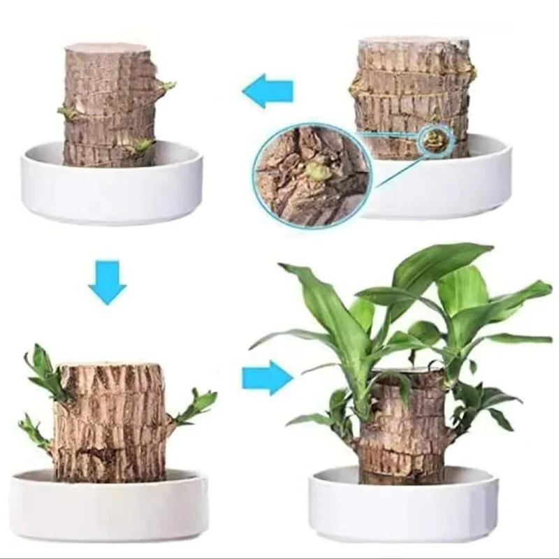 Lucky Brazilian Wood Plant - Image 4