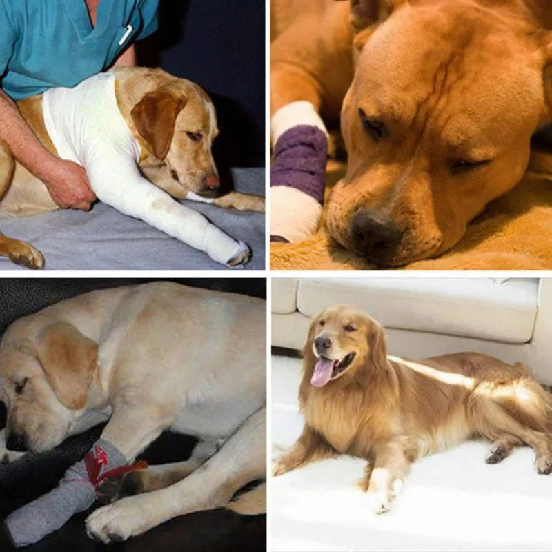 Orthopedic Braces For Dogs - Image 2