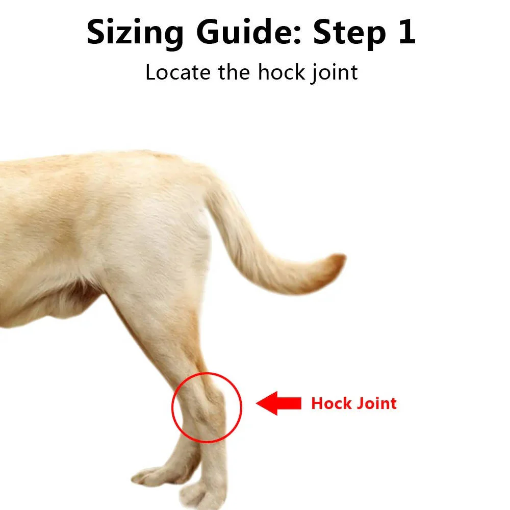Orthopedic Braces For Dogs - Image 3