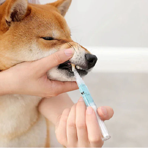Pet's Teeth Health By Repairing and Preventing Disease - Image 6