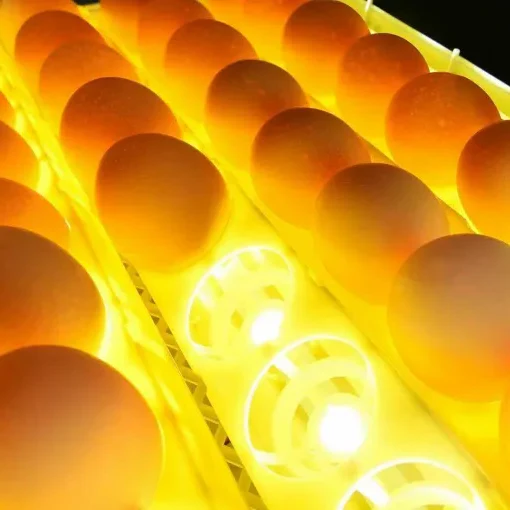 Premium Egg Incubator Automatic Chicken Quail Egg Hatcher 24 Eggs - Image 2