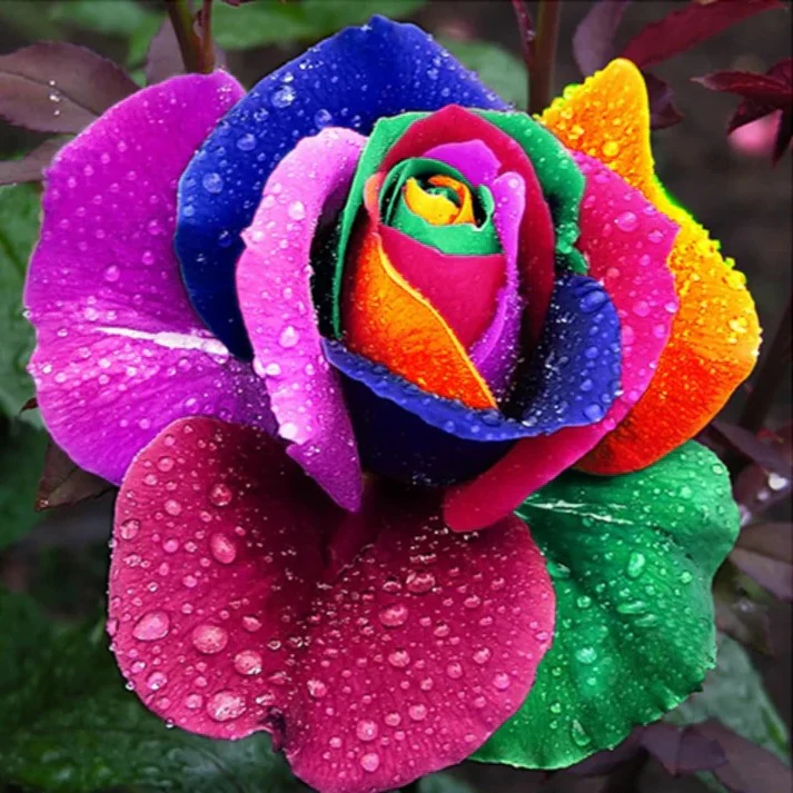 Rainbow Rose Seeds - Image 2