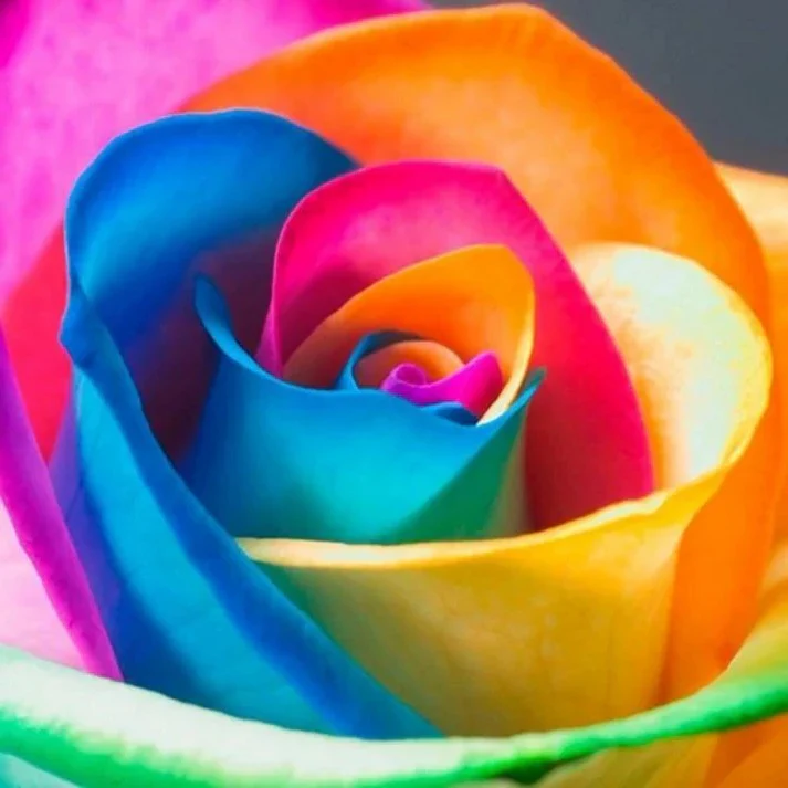 Rainbow Rose Seeds - Image 3