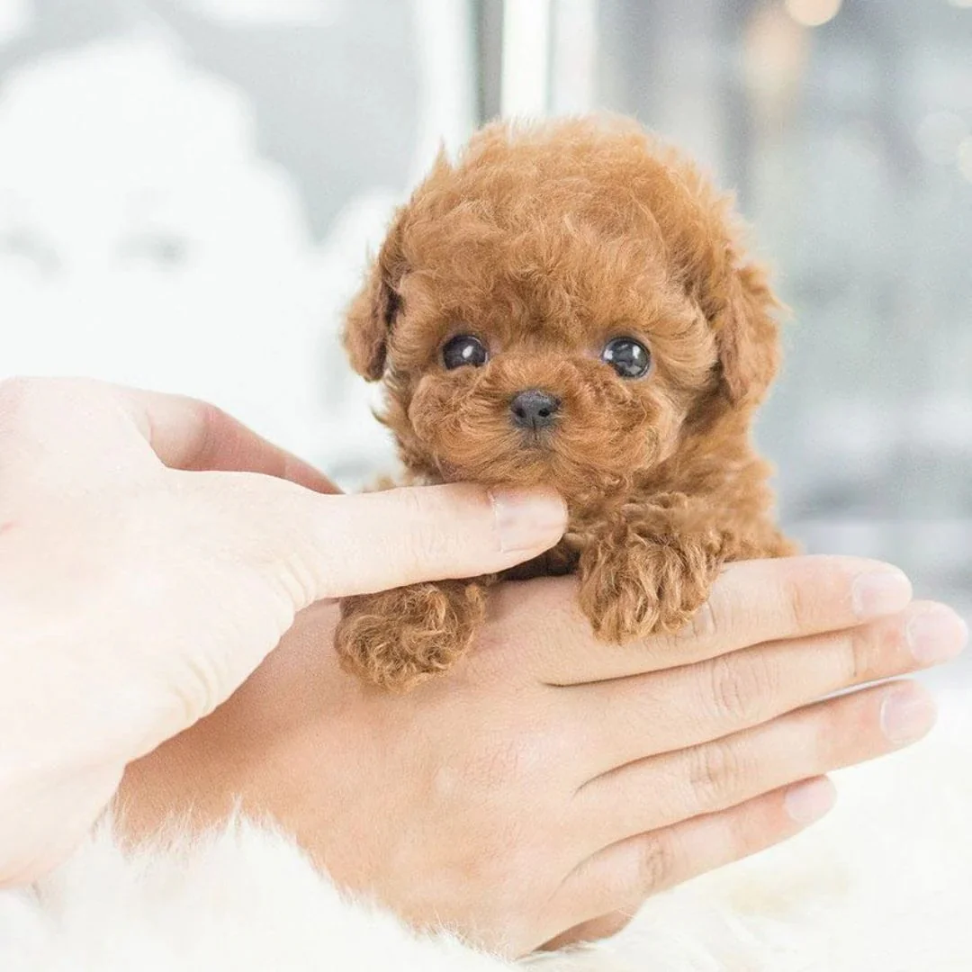 Realistic Robotic Puppy - Image 4