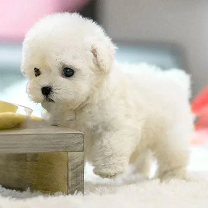 Robot Puppy Interactive Toy Realistic Puppy for Kids - Image 2