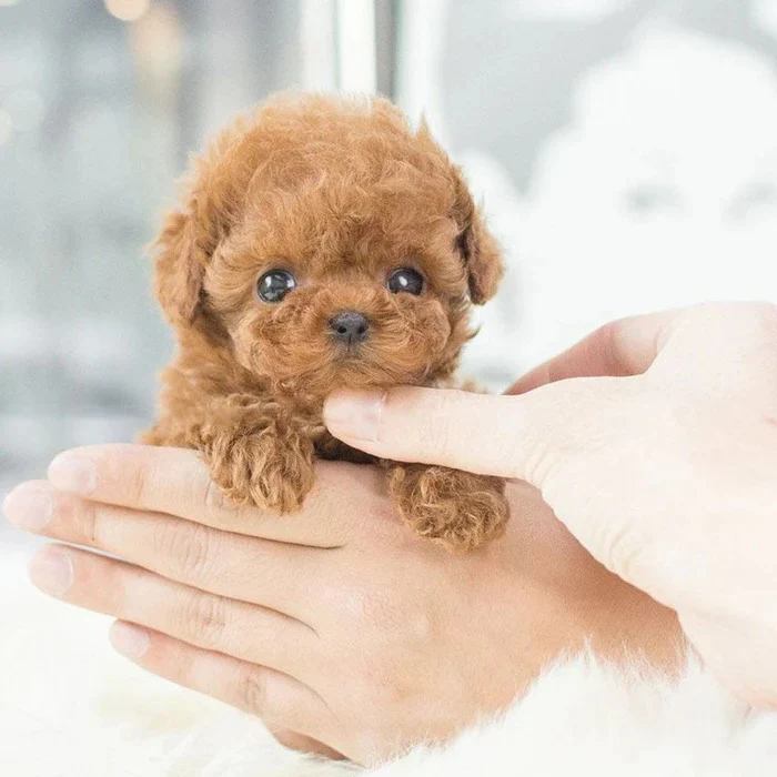 Robot Puppy Interactive Toy Realistic Puppy for Kids - Image 5