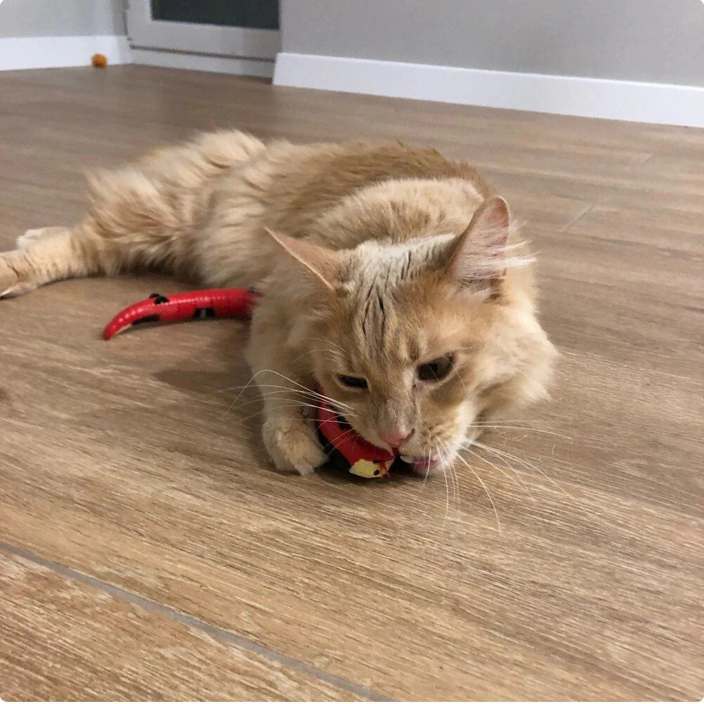 Smart Sensor Interactive Snake Toy For Cats - Image 5
