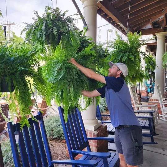 UV Resistant Lifelike Artificial Boston Fern For Outdoors - Image 3